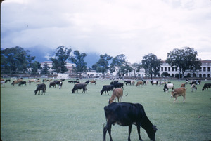 Cows graze in a field in Kathmandu