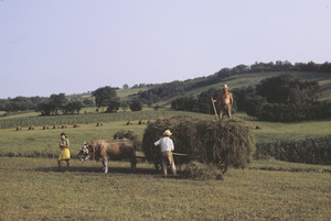 Cow carts hay