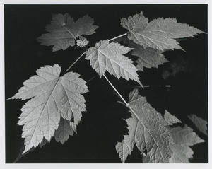 Red maple sapling