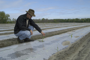 Lazy Acres Farm (Zuchowski Farm): Allan Zuchowski inspecting newly planted corn