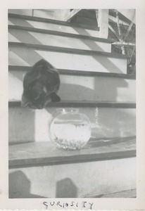 Cat looking into fish bowl on staircase