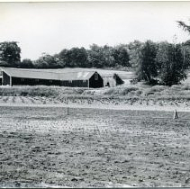 Crosby Farm piggery on Ridge Street