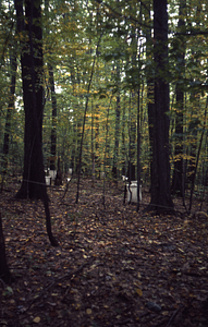 Leaf litter collectors in International Biological Programme (IBP) Plot - U.S. Forest Service Farm Forestry Unit A South. Throughfall collector and stemflow collar in middle distance.