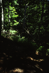 Sugar maple (Acer saccharum) and beech (Fagus grandifolia) trees in Beinecke Stand.