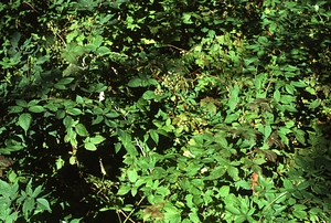 Color image of blackberry (Rubus allegheniensis) and false buckwheat (Polygonum cilinode) in permanent plot 1105. Color Infrared/True Color Project.