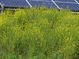 Bank of goldenrod in bloom with solar array behind, Wellfleet Bay Wildlife Sanctuary