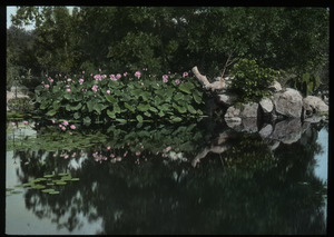 Lotus in bloom, California (beside still pond with water lilies)