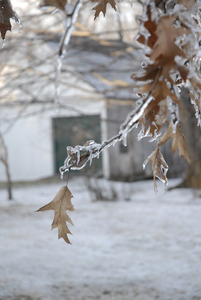 Close-up of leaves and twigs covered in thick ice