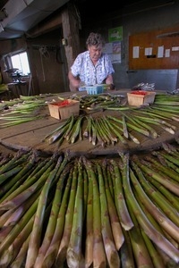 Hibbard Farm: woman at a round table, sorting and bunching asparagus