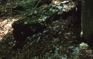 Remains of predator-killed ruffed grouse in the Beinecke Stand.