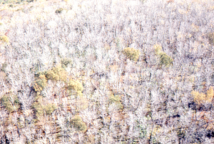 Aerial oblique view of saddle-prominent defoliation on 14 October 1971 in Ellis Mine Hollow, Pownal, VT