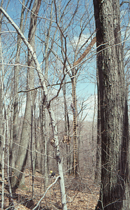 Barthold "Bart" Bouricius climbs east ladder in constructing the canopy walkway.