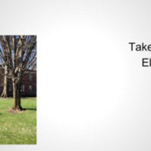 Elm Street Lawn