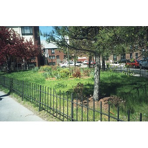 Trees and other plantings in the Villa Victoria neighborhood.