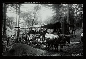 Men and horses working at logging camp, Shrewsbury, Massachusetts