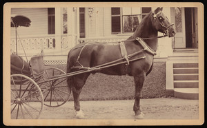 Horse pulling carriage