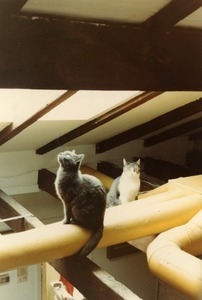 Homer and Pushkin (Lichtenberg), the cats, perched in the rafters of the Common Reader Bookshop