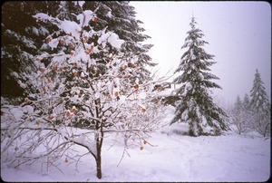 Chistmas snowfall on ripe persimmons