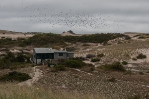 Flock of birds flying over the Fowler Dune Shack, Provincetown