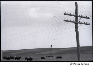 Cattle, electric lines, and windmill in rolling countryside