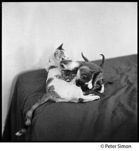 Project cats