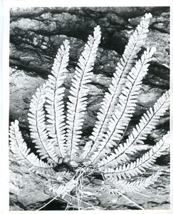 Maidenhair fern