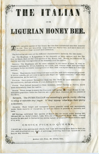 The Italian or Ligurian honey bee