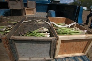 Hibbard Farm: crates of just-harvested asparagus in the bed of a pickup truck