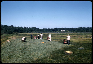 Cranberry harvest: line of mechanical pickers working down the bog; Duxbury Cranberry Company