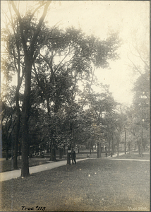 Tree Number One Hundred Thirteen in the Boston Common