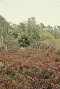 Taconic heath bald off Route 2 near Plot 1205.
