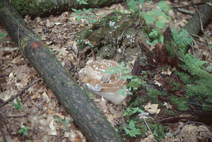 Fawn found in forest series number 1. White-tailed deer fawn hiding in micro topographical pit near reference corner of Permanent Plot 1120.