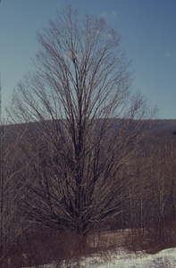 Open-grown sugar maple (Acer saccharum) in Moon Lot - Primmer Lot.