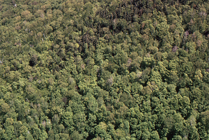 Aerial oblique closer view of south face of Moon Hollow headwall on 28 May 1972 in the Hopkins Forest.