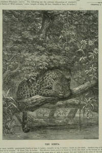 The siesta