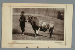 [Man with a prize bull] : Negative by F.O. Hills, Wolcottville, Ct.