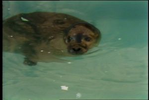 New England Aquarium