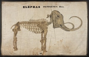 Orra White Hitchcock drawing of woolly mammoth skeleton