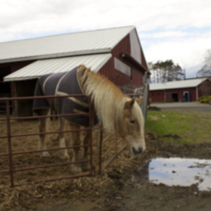 Smith Farm Horse