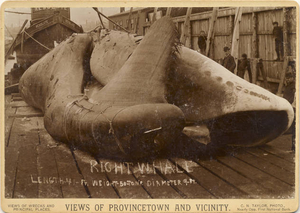 Right whale, Provincetown