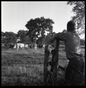 Man looking over a fence at cows in pasture, Wentworth Farm