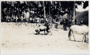 Horse fight at Calian, Philippines