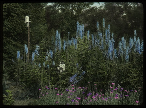 Waugh garden: delphiniums and other flowers