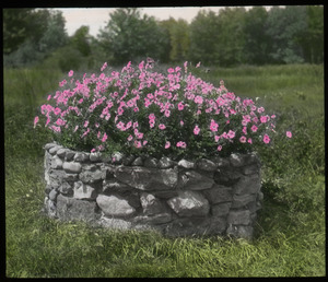 Petunias - pink petunias in round stone planter (old well?)