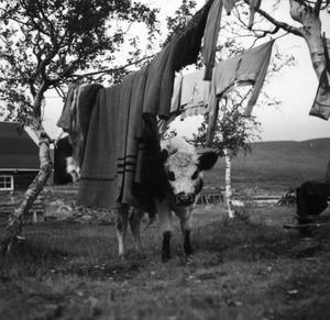 Cow and clothesline