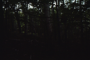 Paper birch regeneration study - Birch Strips. Paper birch-dominated forest in Moon Hollow west of birch strips.
