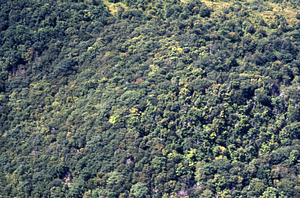 Aerial color image of east side of Taconic Crest north of White Rocks. Taconic Crest Trail in distance. False Color Infrared/True Color Project.