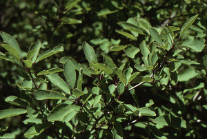 Mountain Holly (Ilex mucronata) on edge of the grid cell 1205 heath bald.