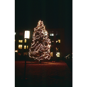 NU Christmas tree