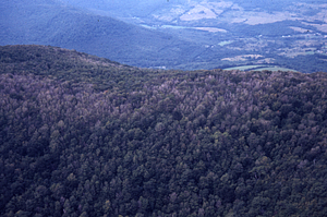 Aerial oblique view to the northeast of Moon Hollow headwall on 2 Sept 1971.
